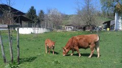 limousinzucht-felix-deggenhausertal-bodenseekreis-deutschland-rinderzucht-waldhuterhof-waldhueterhof_02.jpg