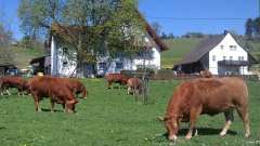 limousinzucht-felix-deggenhausertal-bodenseekreis-deutschland-rinderzucht-waldhuterhof-waldhueterhof_03.jpg