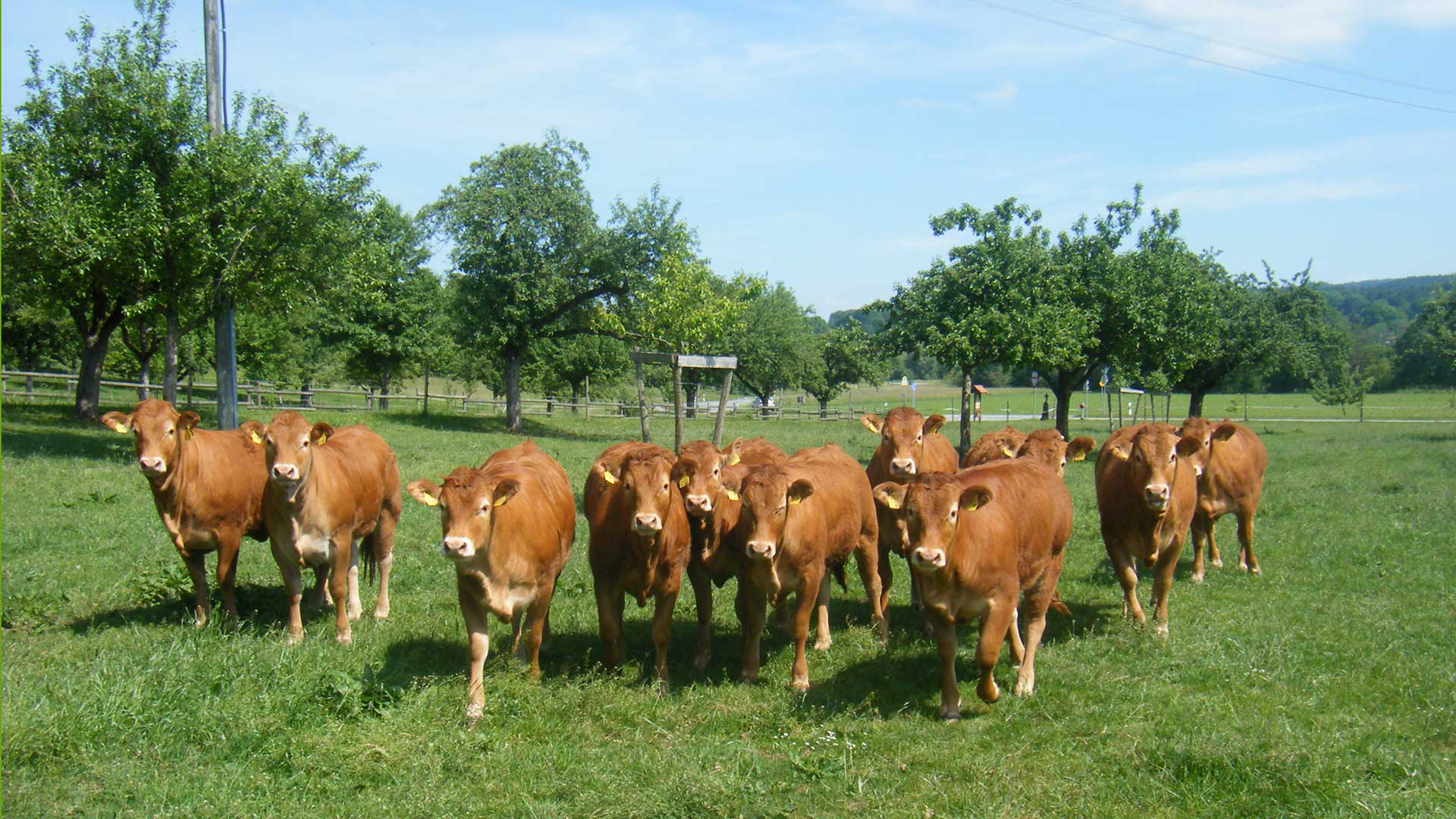 felix-limousinzucht-zuchtbetrieb-deggenhausertal-bodenseekreis_00.jpg