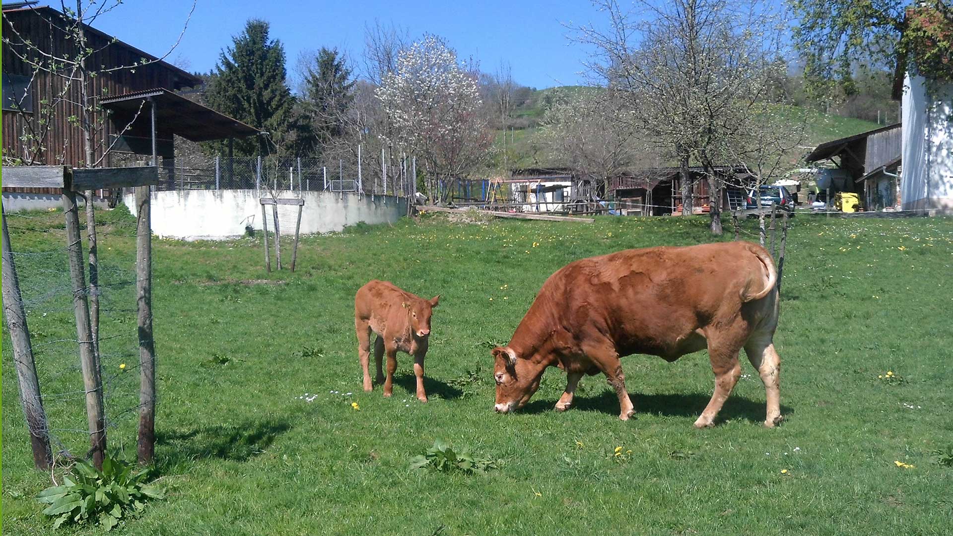 felix-limousinzucht-zuchtbetrieb-deggenhausertal-bodenseekreis_01.jpg