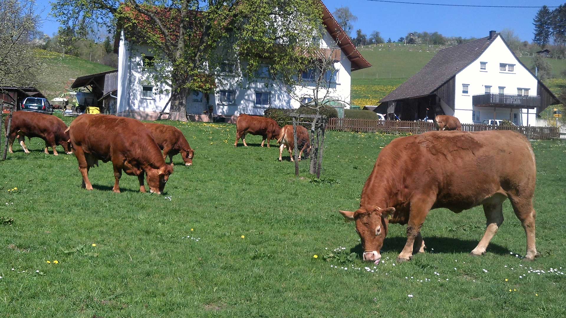 felix-limousinzucht-zuchtbetrieb-deggenhausertal-bodenseekreis_02.jpg